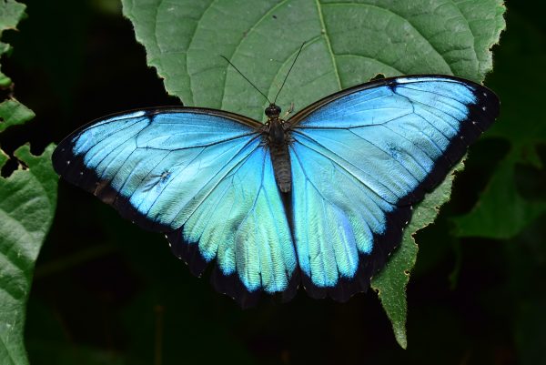 Jardín Botánico del Quindío - Imagen 4