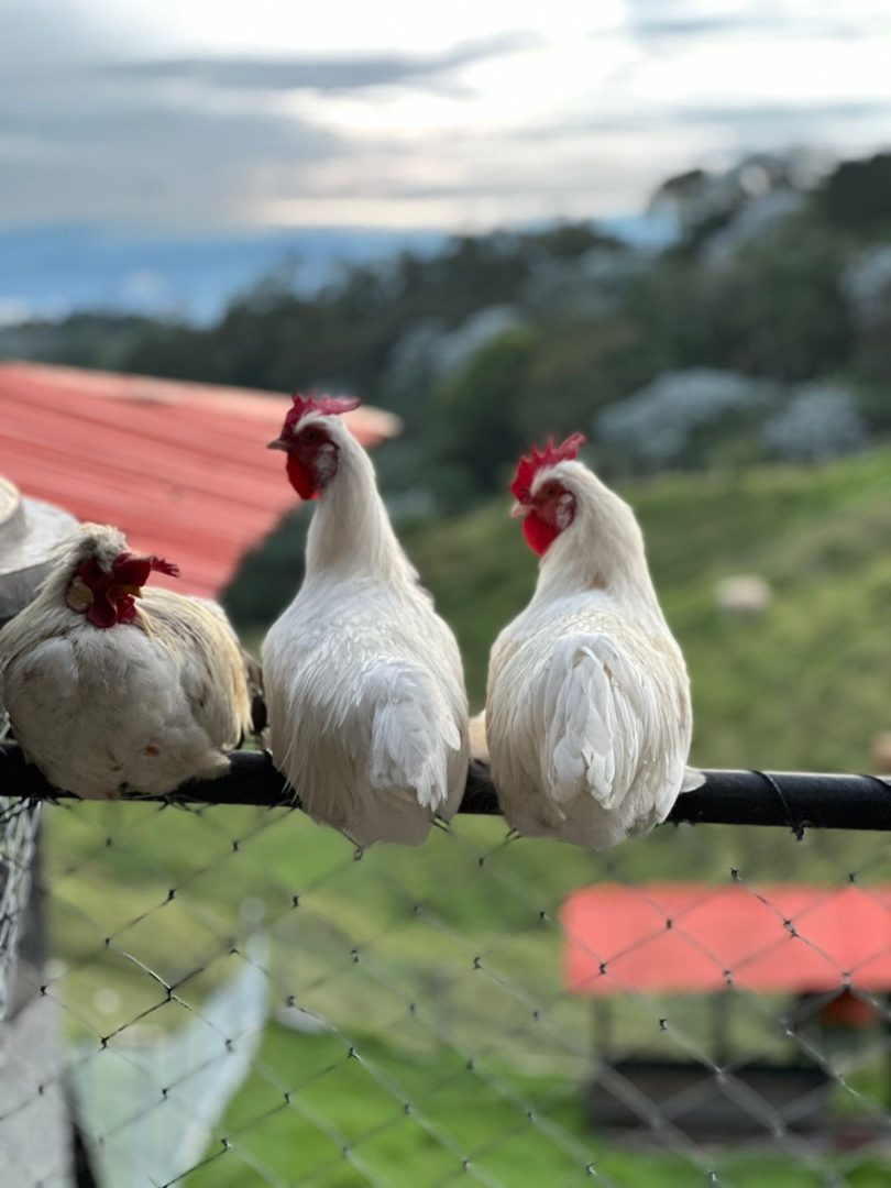 El Roble - Imagen 16
