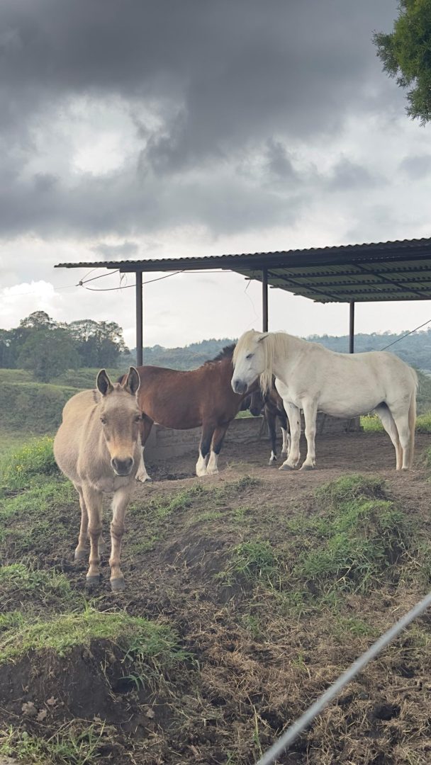 El Roble - Imagen 14