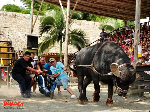 PANACA - Imagen 3