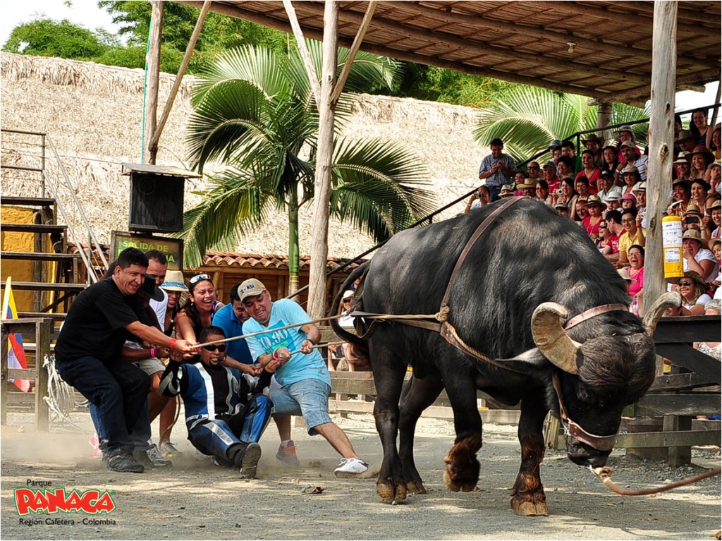 PANACA - Imagen 3