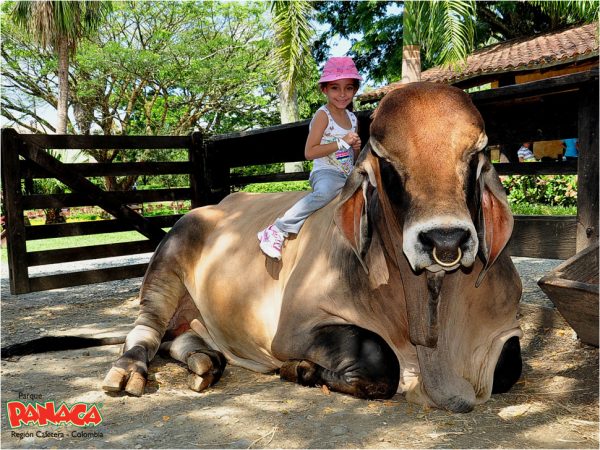 PANACA - Imagen 12